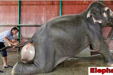 Too Cute Elephant baby @ delivery Time Compilation 2020 video || Cutest Animals planet video 2020