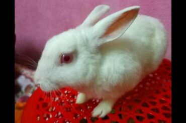 Rabbit video for children | Rabbit video