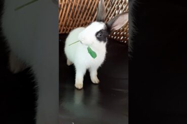 Cute rabbit 🥰🥰🥰