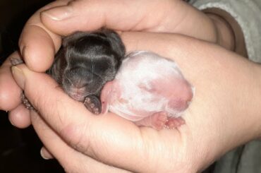 Baby bunnies one week growth progression