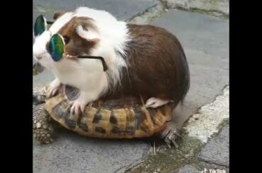 Cute little tartal and rabbit