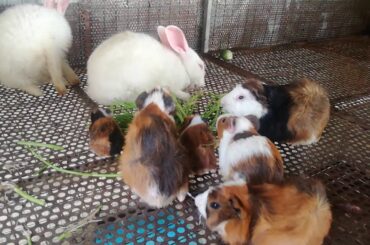 Rabbits With Mouse Eating Vegetable - Rabbits - Rabbits Videos - Cute Rabbits