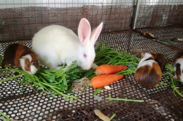 សត្វទន្សាយ - Rabbits And Mouse Eating - Rabbits - Rabbits Videos - Cute Rabbits