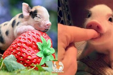 Cute baby animals Videos - funny animal 2020 - Soo Cute! #51