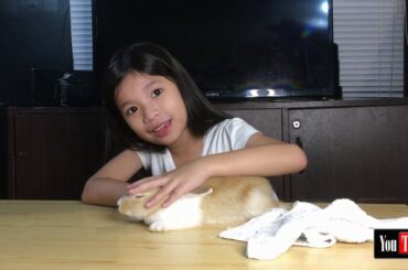 Cute Bunny | Caramel