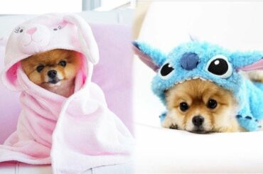 Cute baby animals Videos - funny animal 2020 - Soo Cute! #41