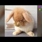 Cute Baby Bunny Washing Face - Cute Bunny Rabbit Video 2017