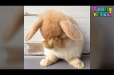 Cute Baby Bunny Washing Face - Cute Bunny Rabbit Video 2017