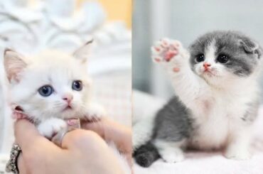 Cute baby animals Videos - funny animal 2020 - Soo Cute! #49