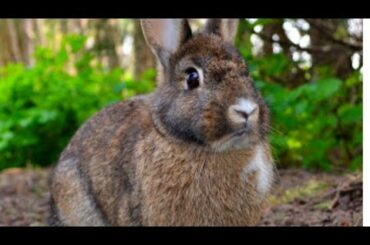 Rabbit ki mastii #fun #cute