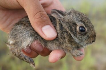 Found abandoned baby bunny while fishing!!!