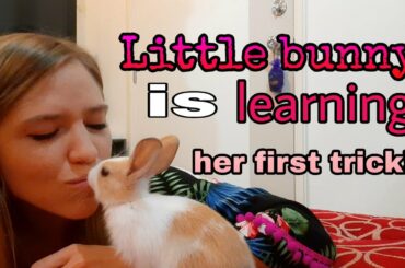 🐰Baby Bunny🐰 learning rabbit's tricks! Favourite rabbit's treat 😋
