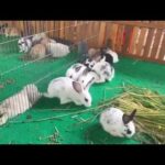 Rabbit Cute - Funny Baby Bunny Rabbit Videos Compilation Cute Rabbits Episode 01