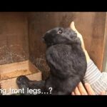 Baby Rabbit's Front Legs Went Missing One Day Without A Trace? | Kritter Klub