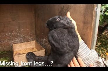 Baby Rabbit's Front Legs Went Missing One Day Without A Trace? | Kritter Klub