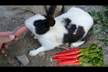 Cute rabbit