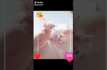 My cute baby bunny & aunti dezy 😘😊