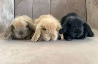 EVDE 3 TANE HOLLANDA LOP TAVŞANI BESLEMEK (Dutch lop rabbit)