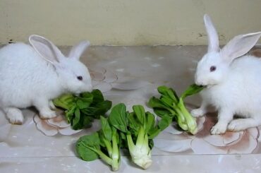 Cute Rabbits PoyPoy & PomPom Eating Pak Choy