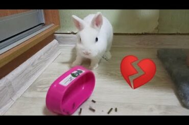 Neytiri broke the heart 💔 of Jake.  He refuses food! 😂 Soo funny