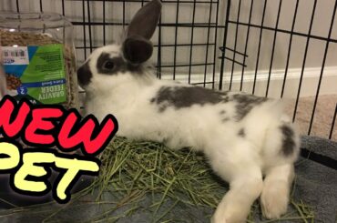 MEET MAX OUR NEW PET RABBIT!! 🐇SOOO CUTE!!