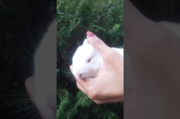 Cute rabbit | Mohd sanl