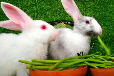 Daily Life Rabbit (Jenny) Today is 71 days old Smart cute cute