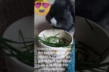 Bunny eating grass he's so cute