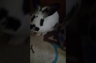 My bunny is so cute