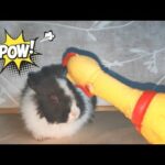 New Rabbit Funny And Cute Bunny Videos Compilation HD