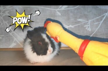 New Rabbit Funny And Cute Bunny Videos Compilation HD