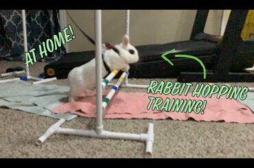 Rabbit Hopping with Scooter- Part 1- February #rabbit #bunny #jumping #rabbithopping