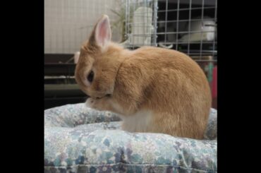 Ultimate CUTE AND FLUFFY Netherland Dwarf Rabbit || ADORABLE Netherland Dwarf