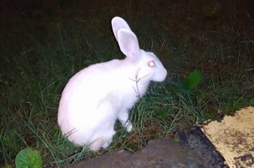 Bunny in Greenery #Rabbit #Grass
