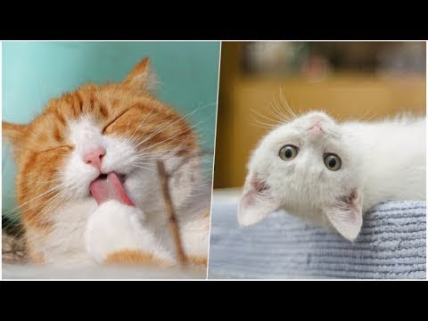 Cute baby animals Videos - funny animal 2020 - Soo Cute! #59