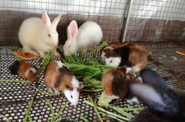 Rabbits And Mouses Eating - Rabbits - Cute Rabbits - Rabbits Videos