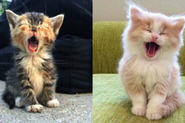 Cute baby animals Videos - funny animal 2020 - Soo Cute! #52