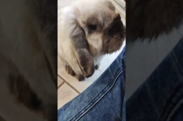 CUTE RABBIT ASKING FOR CUDDLES