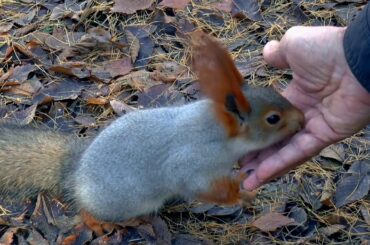 Very Cute Rabbit kid a carrot eater and he is so cute for kids , Animals Birds