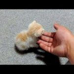 Cute baby animals Videos - funny animal 2020 - Soo Cute! #46