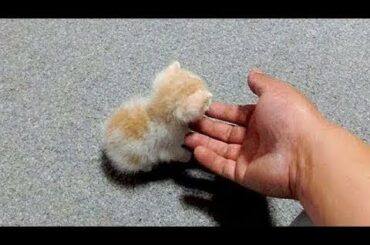 Cute baby animals Videos - funny animal 2020 - Soo Cute! #46