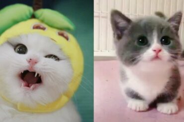 Cute baby animals Videos - funny animal 2020 - Soo Cute! #53