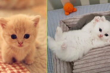 Cute baby animals Videos - funny animal 2020 - Soo Cute! #54