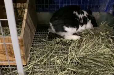 Our bunny rabbit is about to have babies! Too cute