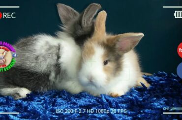 2 Cute Baby Bunnies Day 25 (DOB: Jan 30, 2020) - Bongskie Rabbitry Cebu - Bisdak Edition