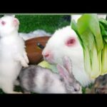 Daily Life Rabbit (Jenny) Today is 72 days old Smart cute cute