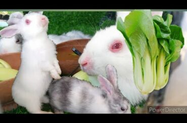 Daily Life Rabbit (Jenny) Today is 72 days old Smart cute cute