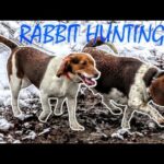 RABBIT HUNTING WITH BEAGLES