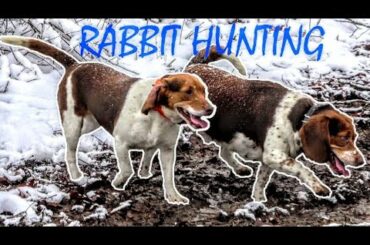 RABBIT HUNTING WITH BEAGLES