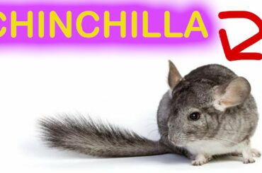 CHINCHILLAS ARE SO CUTE AS A PET 💗💗